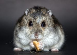 como elegir jaulas para hamster