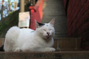pasear gatos