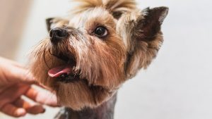 cuidar la salud de tu perro