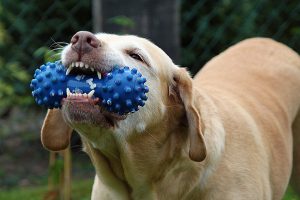 cuidar la salud bucal de un perro