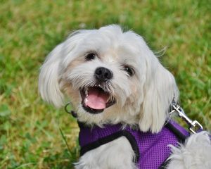 beneficios de sacar a pasear perros