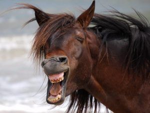 cuidar la salud dental de tu mascota