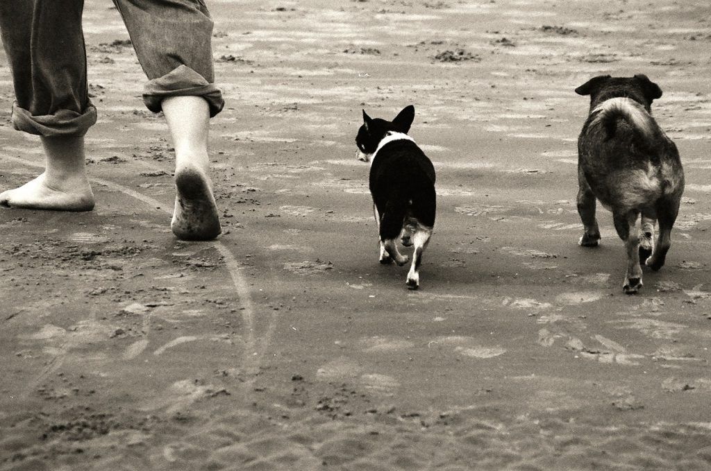 paseos tranquilos con cachorros