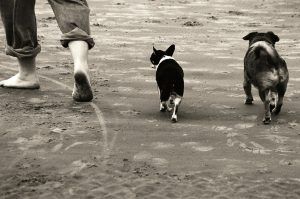 paseos tranquilos con cachorros