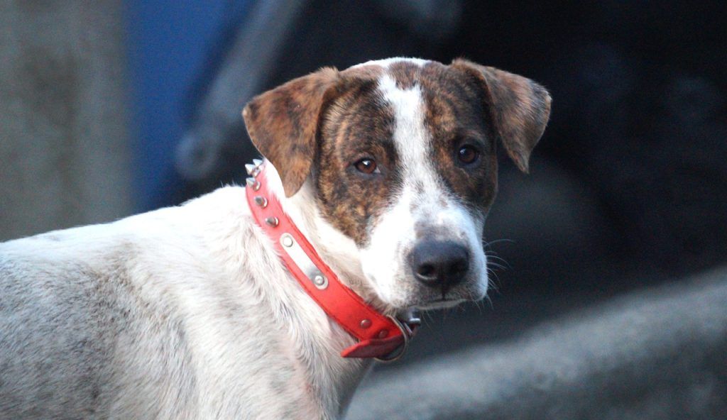 Cómo elegir el collar para tu perro