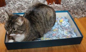 Pasos para que tu gato use su caja de arena