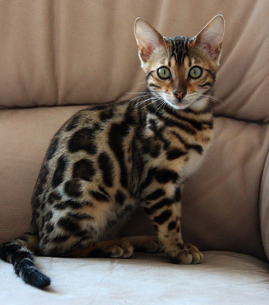 Mejores razas de gatos para convivir con perros