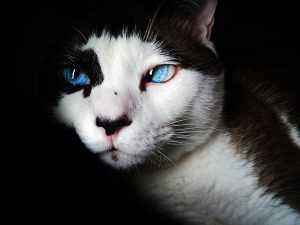 Mejores razas de gatos para convivir con perros