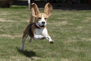 Beagle.