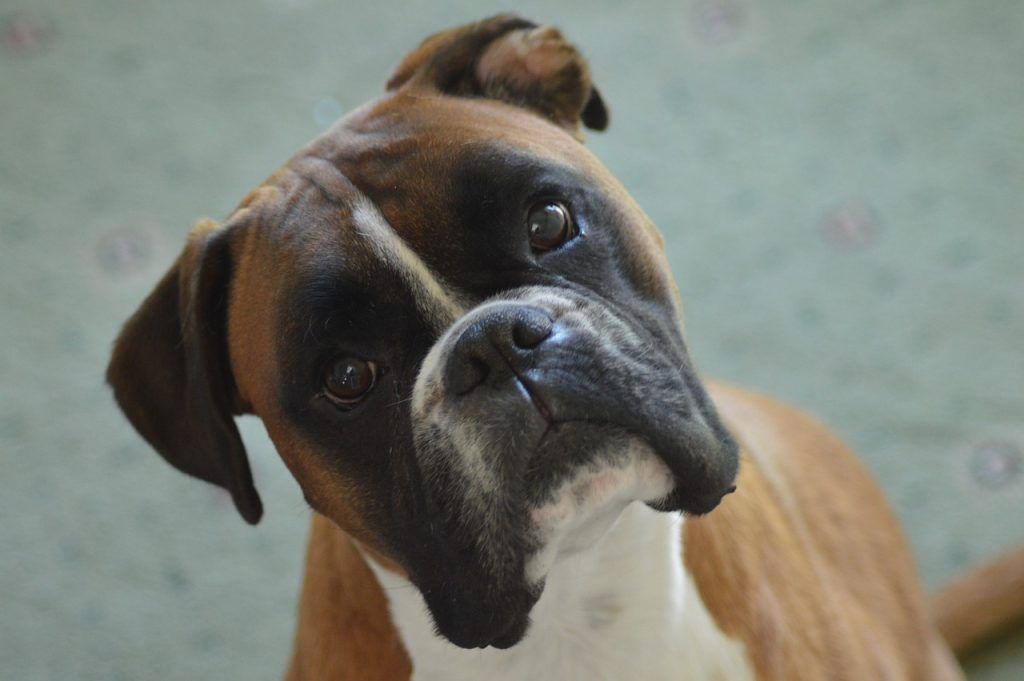 Mejores razas de perros para niños, Boxer.