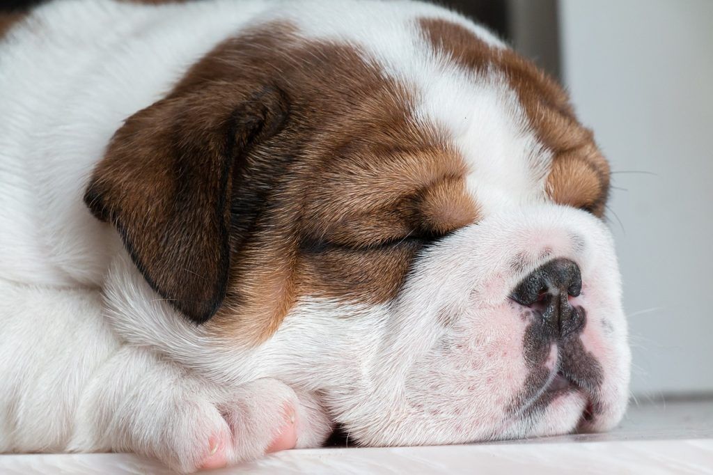 Bulldog.