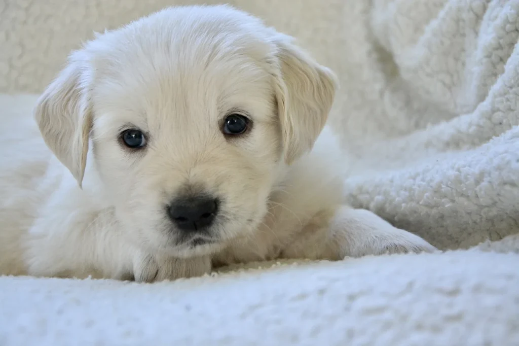 Mejores razas de perros para niños, Golden Retriver