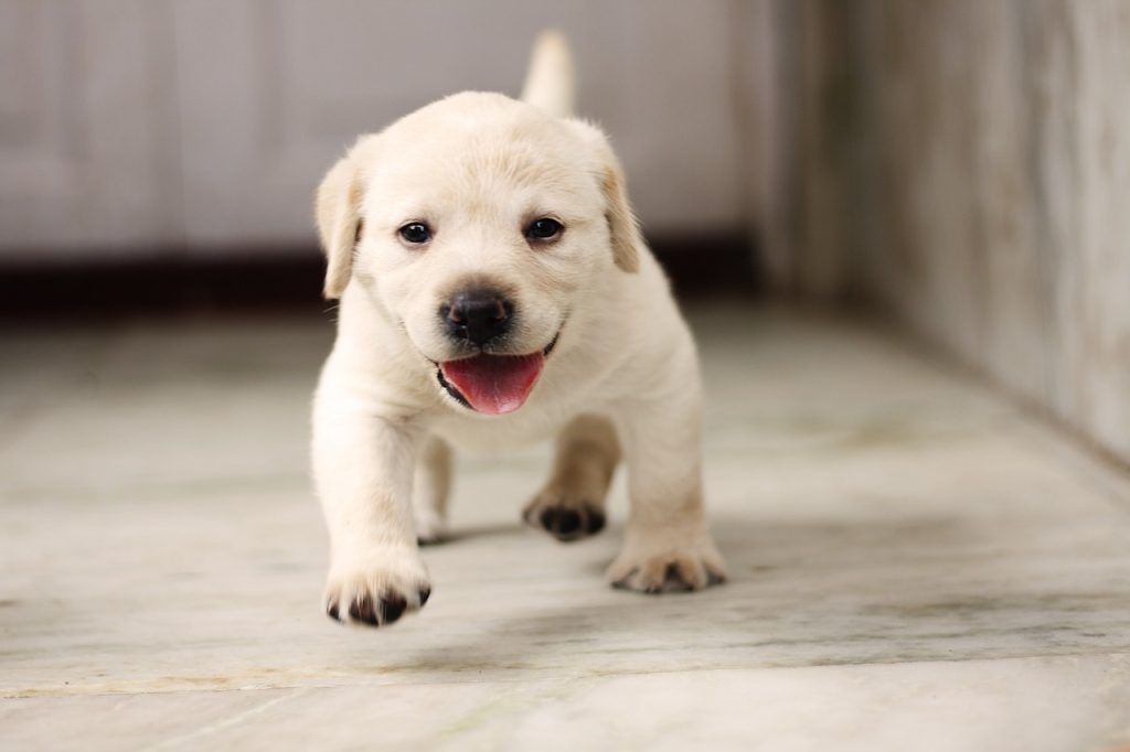 Mejores razas de perros para niños, Labrador Retriver