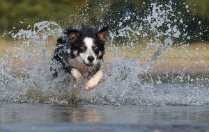 Cómo proteger del calor del verano a nuestras mascotas