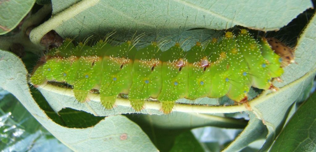 Lo que necesitas saber sobre Antheraea pernyi