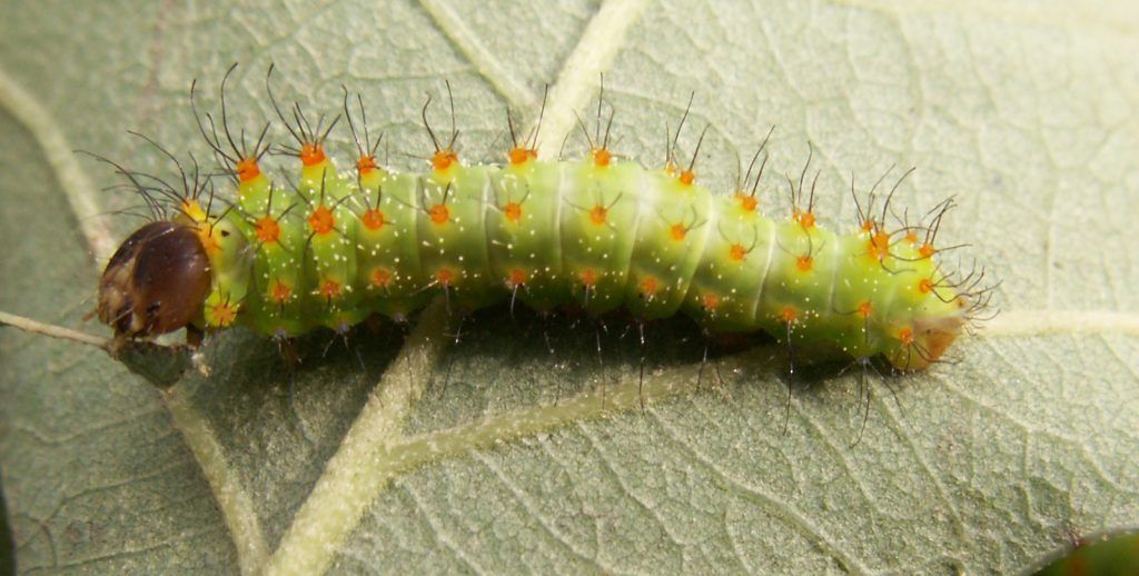 Diferentes tipos y caracteristicas de los gusanos de seda, Antheraea pernyi