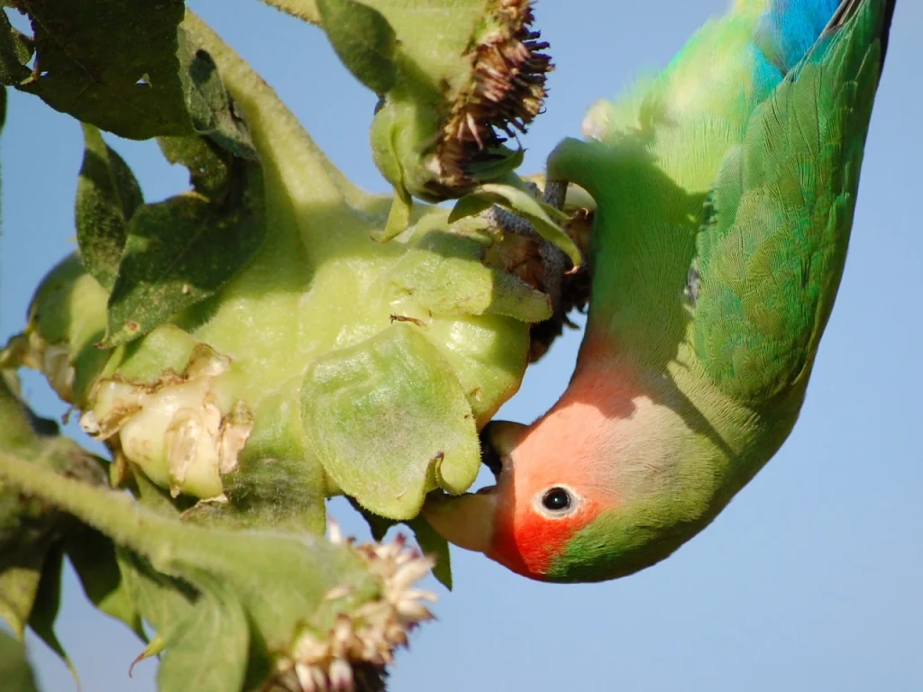 Alimentos para agapornis