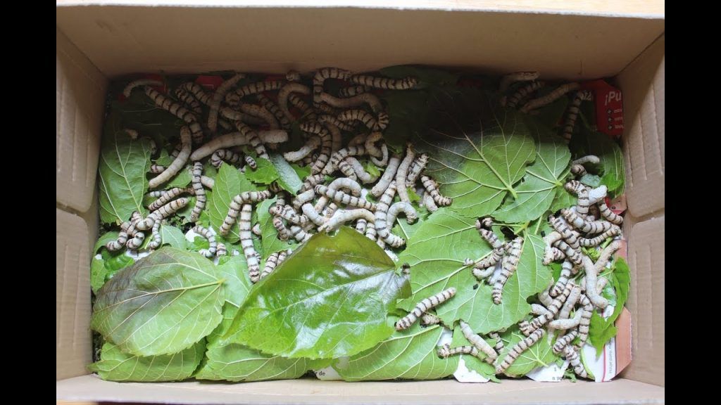 Cajas para tener gusanos de seda en casa