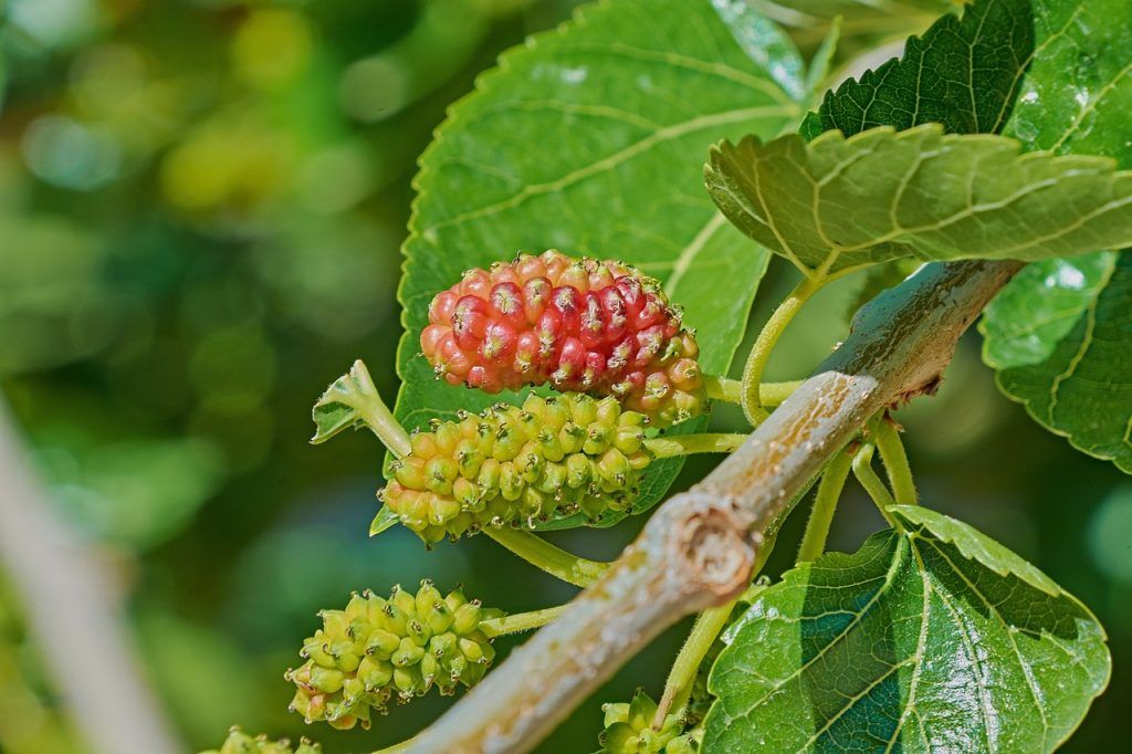 Morera roja