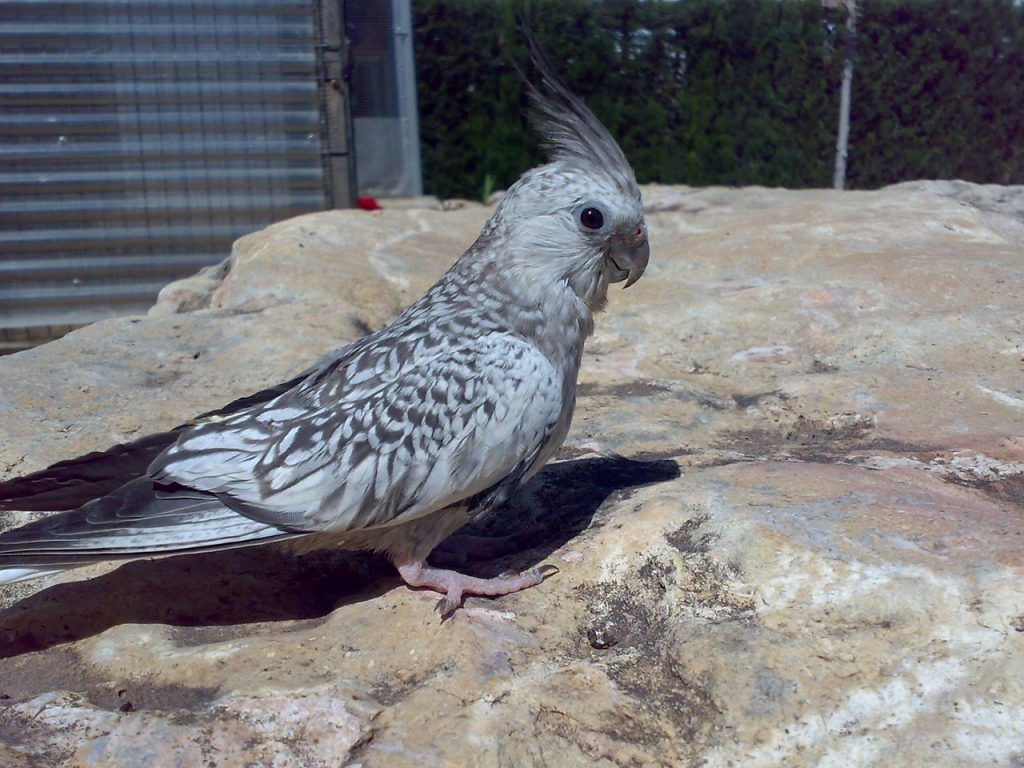 nombres-para-mascotas-agapornis-como-adiestrar-agapornis