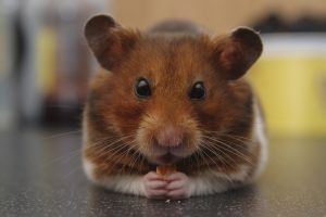 Hamster sirio, características