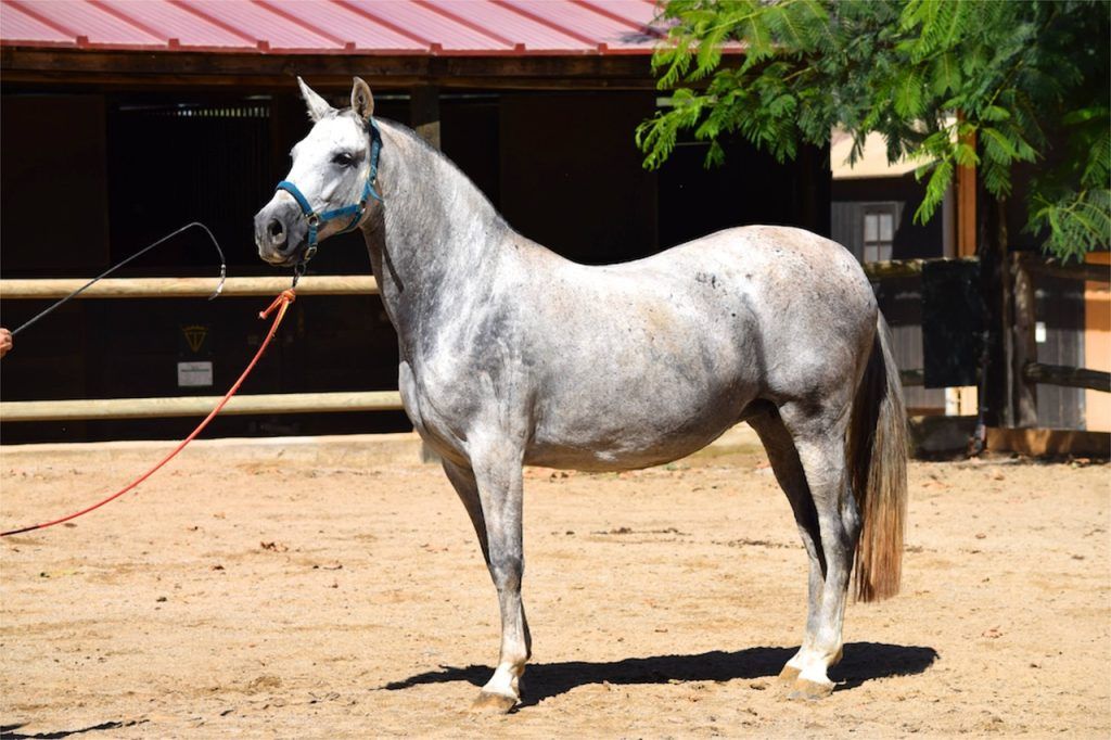 caballo andaluz