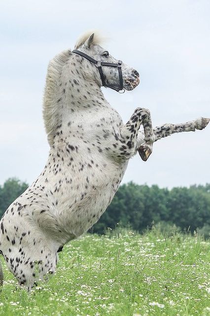 caballo appaloosa