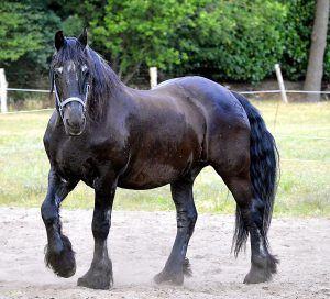 razas de caballos: caballo frison
