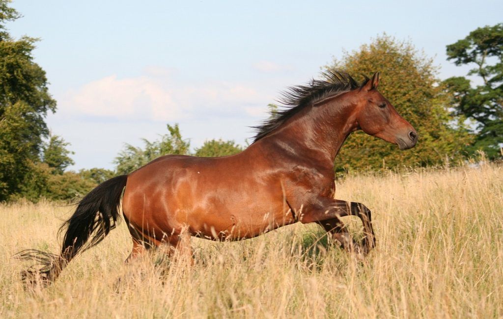 razas de caballos: caballo mustang