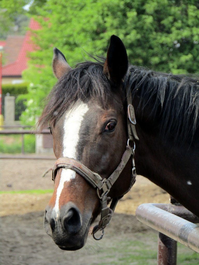 pura sangre ingles