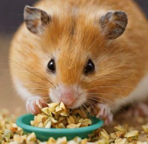 nombres-para-mascotas-hamster-alimentacion-equilibrada