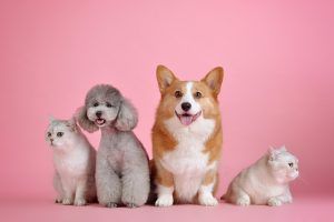 nombres para mascotas